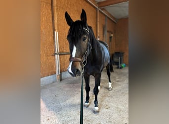 Selle Francais, Wallach, 4 Jahre, 175 cm, Dunkelbrauner