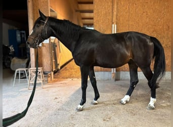 Selle Francais, Wallach, 4 Jahre, 175 cm, Dunkelbrauner
