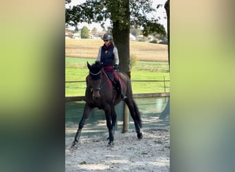 Selle Francais, Wallach, 4 Jahre, 178 cm, Brauner