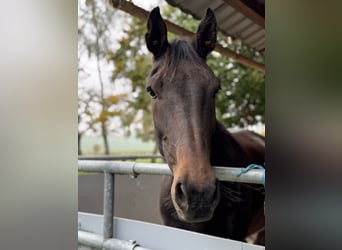 Selle Francais, Wallach, 4 Jahre, 178 cm, Brauner