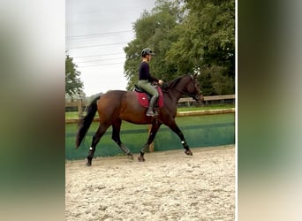 Selle Francais, Wallach, 4 Jahre, 178 cm, Brauner
