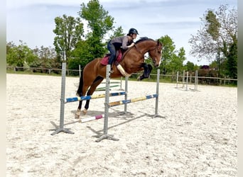 Selle Francais, Wallach, 5 Jahre, 161 cm, Brauner