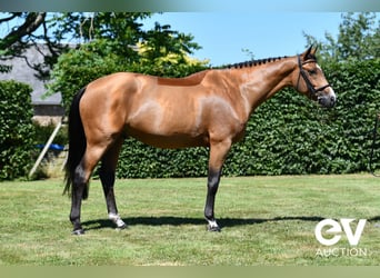 Selle Francais, Wallach, 5 Jahre, 164 cm, Brauner