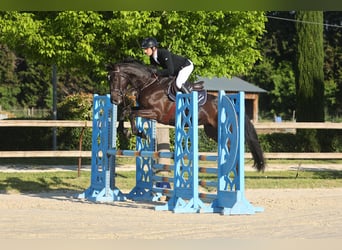 Selle Francais, Wallach, 5 Jahre, 164 cm, Dunkelbrauner