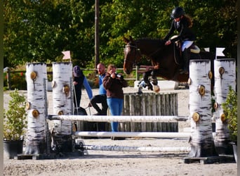 Selle Francais, Wallach, 5 Jahre, 166 cm, Brauner