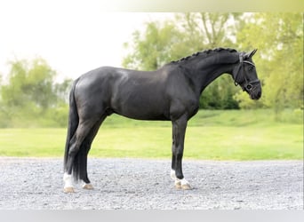 Selle Francais, Wallach, 5 Jahre, 167 cm, Rappe