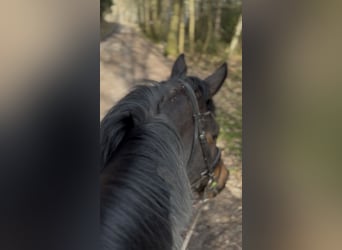 Selle Francais, Wallach, 5 Jahre, 168 cm, Schwarzbrauner