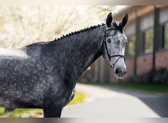 Selle Francais, Wallach, 5 Jahre, 180 cm, Schimmel