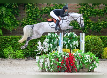 Selle Francais, Wallach, 6 Jahre, 163 cm, Schimmel