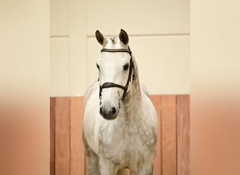 Selle Francais, Wallach, 6 Jahre, 163 cm, Schimmel