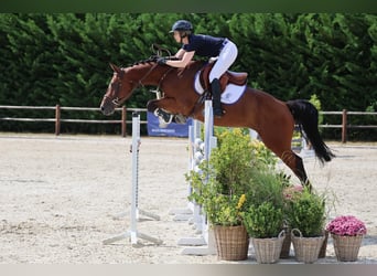 Selle Francais, Wallach, 6 Jahre, 164 cm, Brauner
