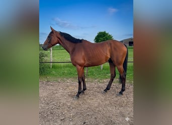 Selle Francais, Wallach, 6 Jahre, 165 cm, Brauner