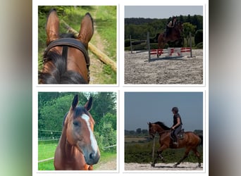 Selle Francais, Wallach, 6 Jahre, 165 cm, Brauner
