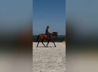 Selle Francais, Wallach, 6 Jahre, 165 cm, Brauner