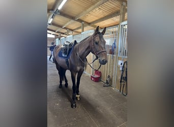 Selle Francais, Wallach, 6 Jahre, 165 cm, Brauner