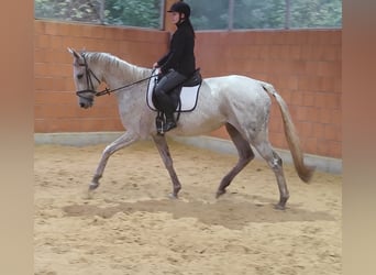 Selle Francais, Wallach, 6 Jahre, 165 cm, Fliegenschimmel