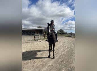 Selle Francais, Wallach, 6 Jahre, 165 cm