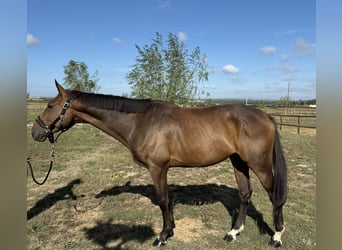 Selle Francais, Wallach, 6 Jahre, 166 cm, Brauner