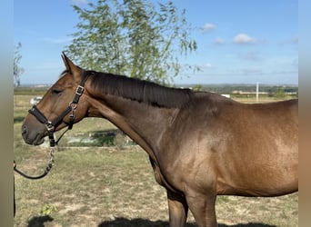 Selle Francais, Wallach, 6 Jahre, 166 cm, Brauner