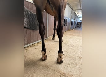 Selle Francais, Wallach, 6 Jahre, 166 cm, Brauner