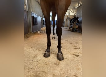 Selle Francais, Wallach, 6 Jahre, 166 cm, Brauner