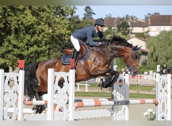 Selle Francais, Wallach, 6 Jahre, 166 cm, Brauner