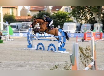 Selle Francais, Wallach, 6 Jahre, 167 cm, Brauner