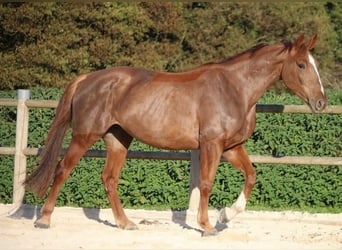 Selle Francais, Wallach, 6 Jahre, 167 cm