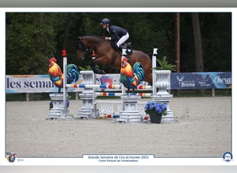 Selle Francais, Wallach, 6 Jahre, 168 cm, Brauner
