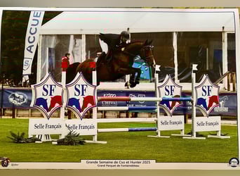 Selle Francais, Wallach, 6 Jahre, 168 cm, Dunkelbrauner