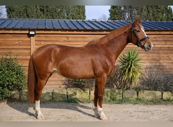 Selle Francais, Wallach, 6 Jahre, 170 cm