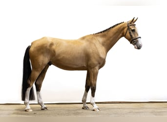 Selle Francais, Wallach, 6 Jahre, 172 cm, Falbe