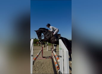 Selle Francais, Wallach, 6 Jahre, 172 cm, Rappe