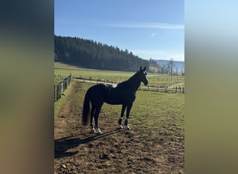 Selle Francais, Wallach, 6 Jahre, 172 cm, Rappe
