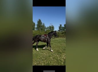 Selle Francais, Wallach, 6 Jahre, 172 cm, Rappe