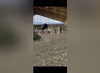 Selle Francais, Wallach, 6 Jahre, 172 cm, Rappe