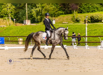 Selle Francais, Wallach, 6 Jahre, 172 cm, Schimmel