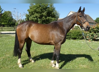 Selle Francais, Wallach, 6 Jahre, 175 cm, Brauner