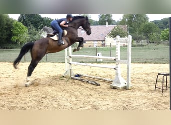 Selle Francais, Wallach, 6 Jahre, 175 cm, Brauner