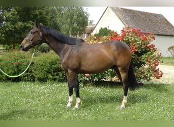 Selle Francais, Wallach, 6 Jahre, 175 cm, Brauner