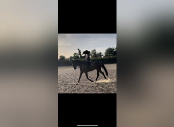 Selle Francais, Wallach, 6 Jahre, 175 cm, Dunkelbrauner
