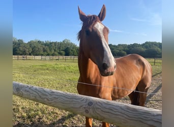 Selle Francais, Wallach, 6 Jahre, 175 cm, Rotfuchs