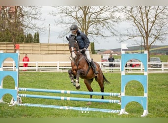 Selle Francais, Wallach, 6 Jahre, Brauner