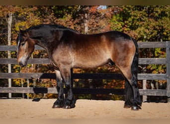 Selle Francais Mix, Wallach, 6 Jahre, Buckskin