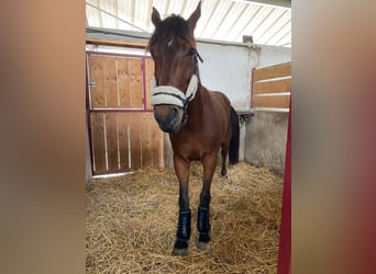 Selle Francais, Wallach, 7 Jahre, 161 cm, Brauner