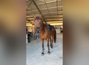 Selle Francais, Wallach, 7 Jahre, 161 cm, Brauner