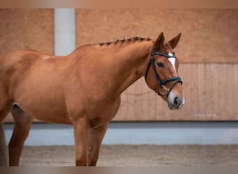Selle Francais, Wallach, 7 Jahre, 163 cm, Fuchs