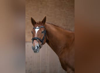 Selle Francais, Wallach, 7 Jahre, 163 cm, Fuchs
