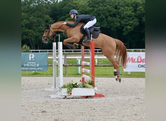 Selle Francais, Wallach, 7 Jahre, 163 cm, Fuchs
