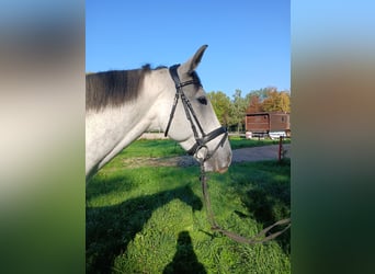 Selle Francais, Wallach, 7 Jahre, 165 cm, Apfelschimmel